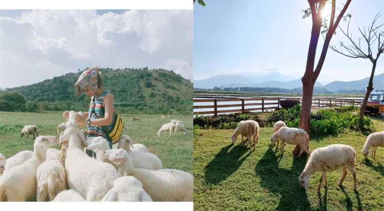 Ninh Thuận 4 ngày 3 đêm - Khám phá thành phố Phan Rang - Tháp Chàm 